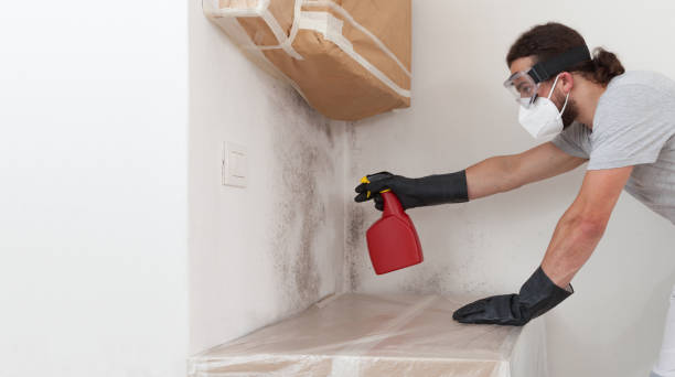 Professional Black Mold Removal technician working in Free Soil, MI
