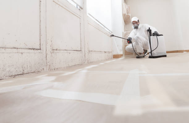 24/7 Emergency Black Mold Removal experts in Free Soil, MI