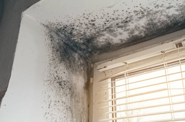 Trusted Black Mold Removal service in Free Soil, MI - Cheap Mold Removal