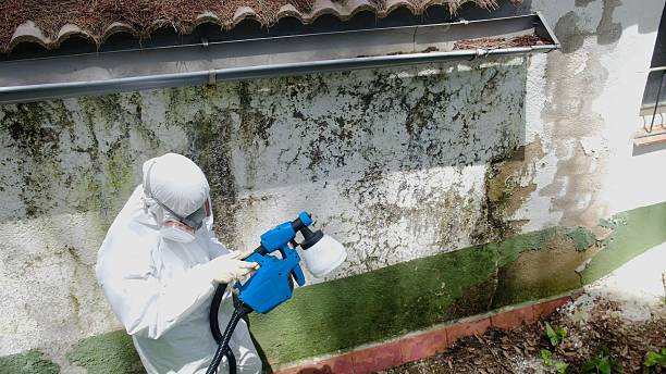 Trusted Commercial Mold Remediation service in Free Soil, MI - Cheap Mold Removal